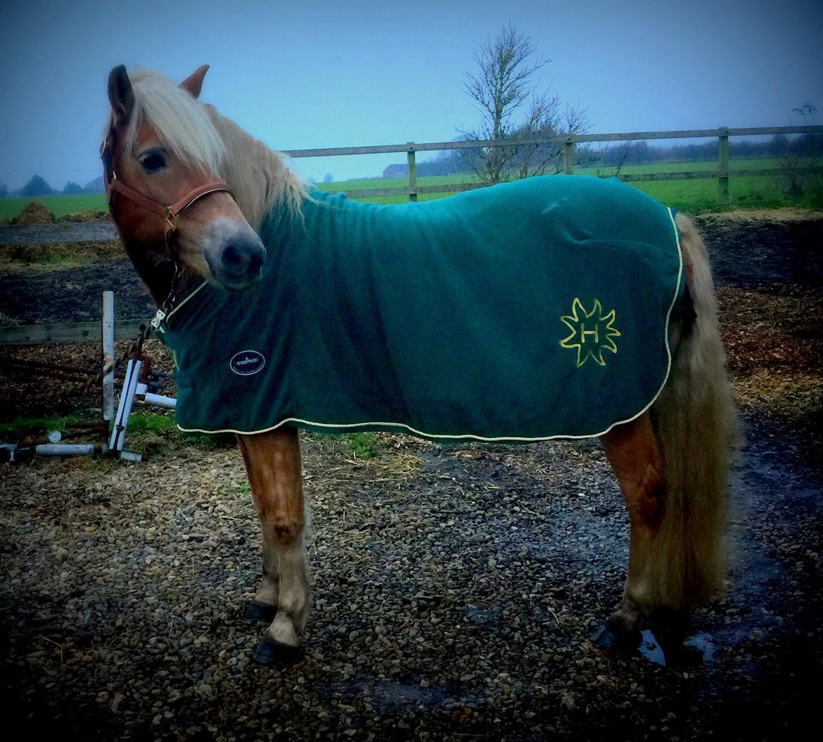 Tyroler Haflinger Miranka - 23-11-2014 billede 9