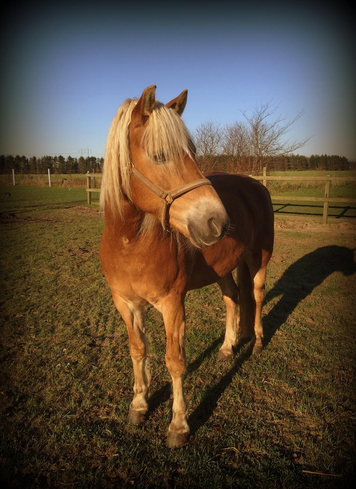 Tyroler Haflinger Miranka billede 13