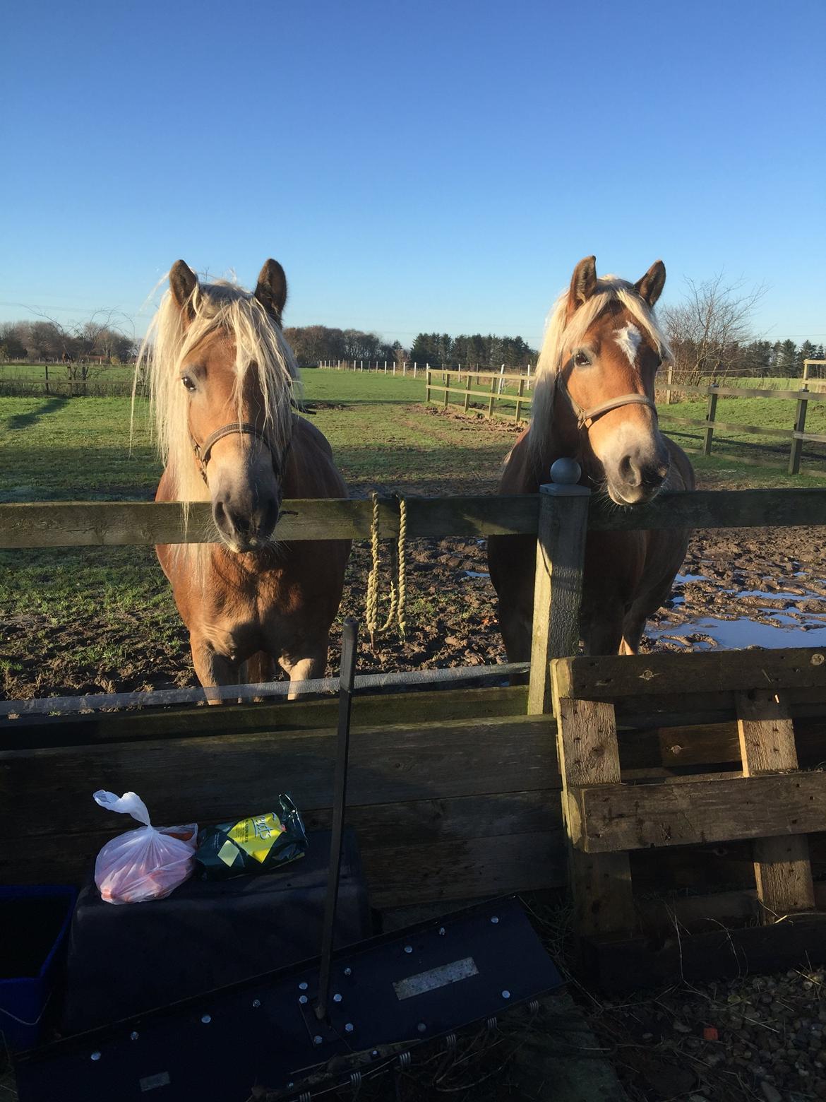 Tyroler Haflinger Miranka - Knold og tot, mor og barn :p billede 14