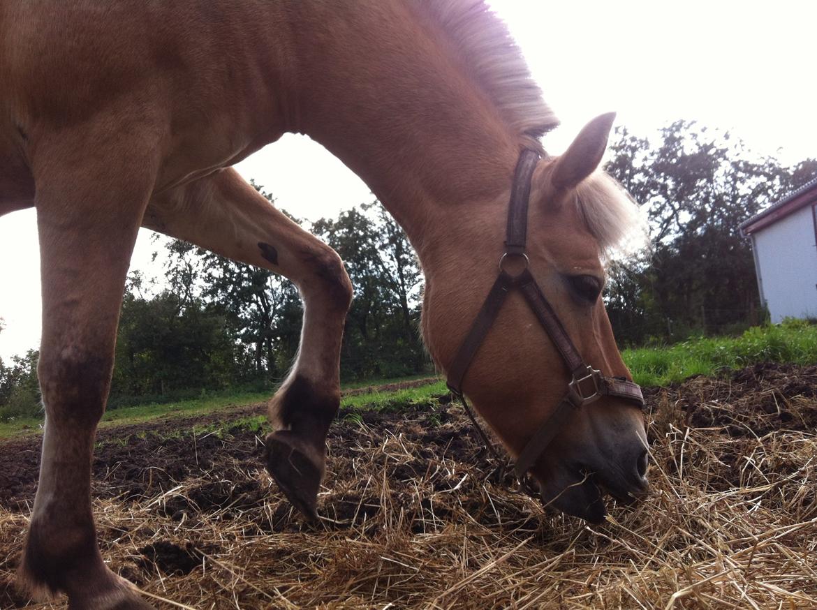 Fjordhest Lotte AKA. Lotski, Muffer billede 4