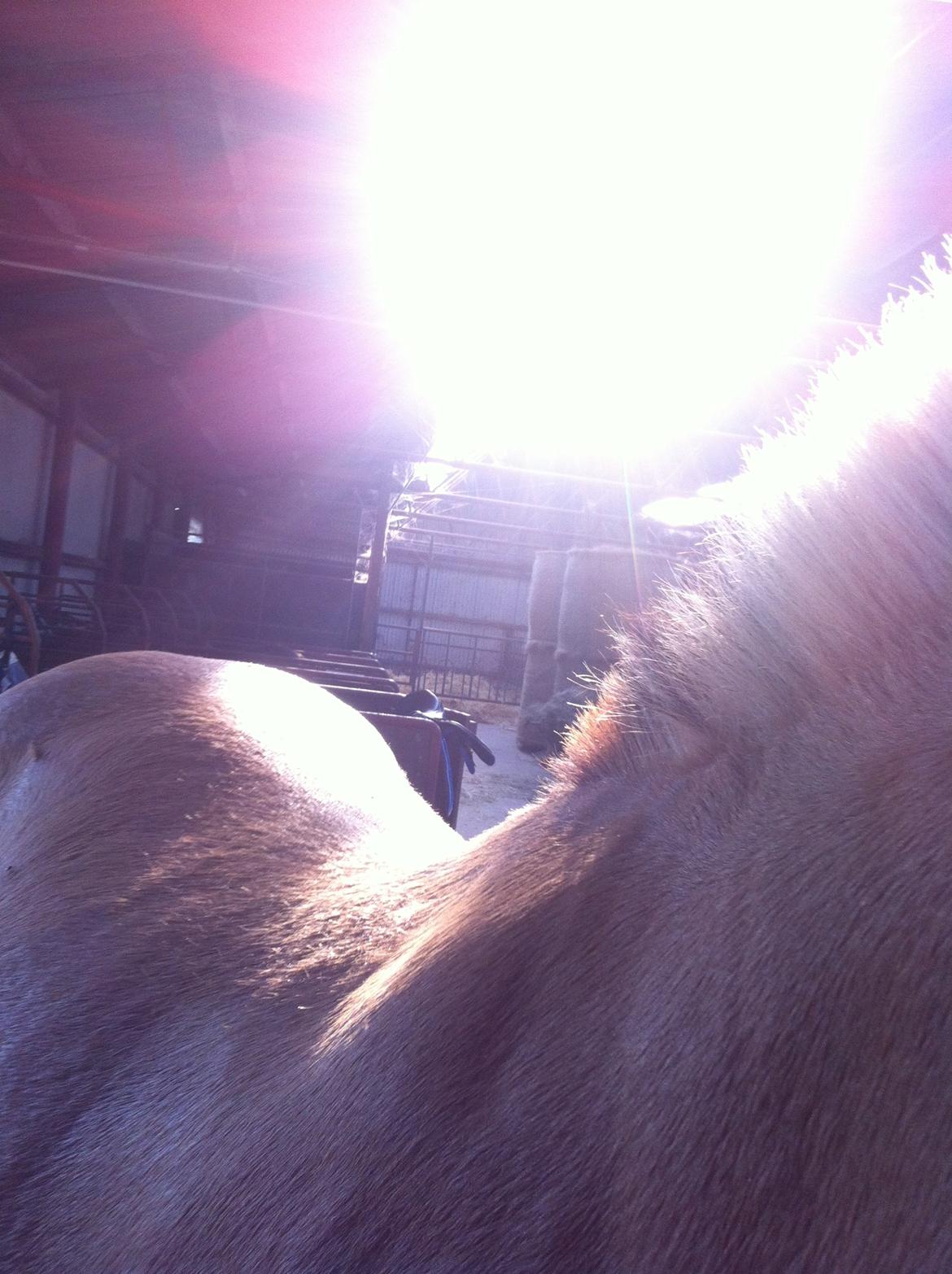 Fjordhest Lotte AKA. Lotski, Muffer billede 6