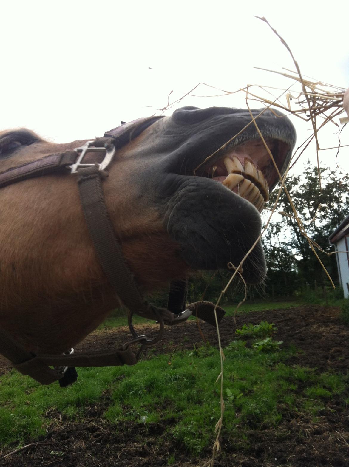 Fjordhest Lotte AKA. Lotski, Muffer billede 7