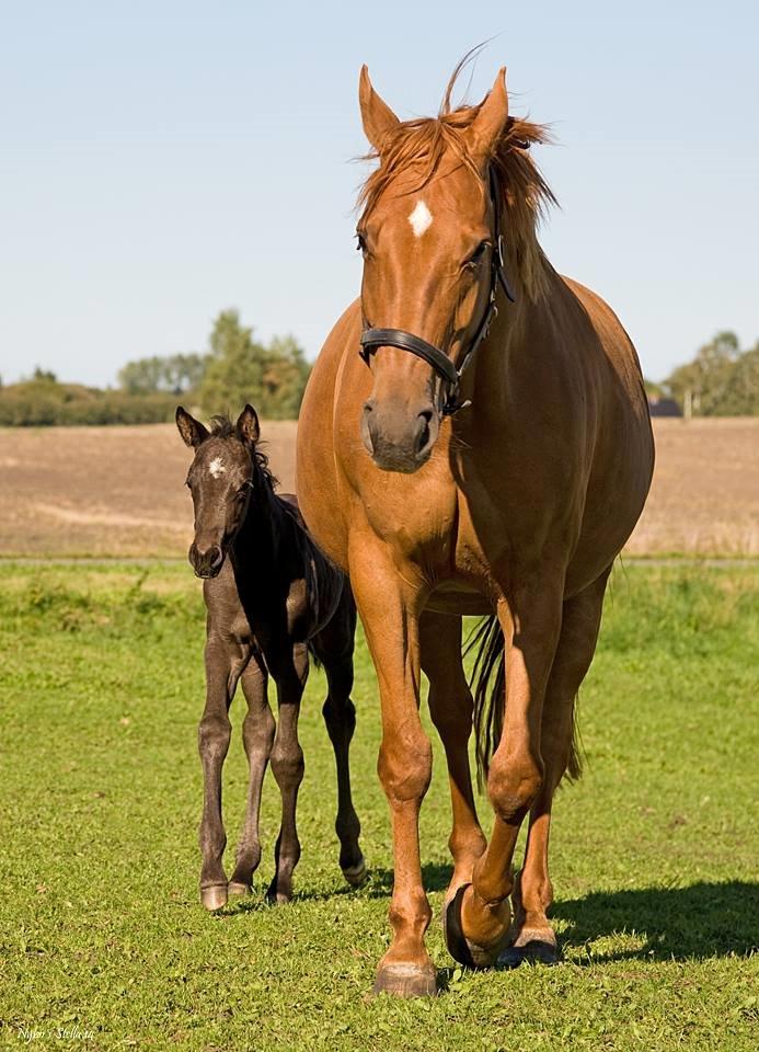 Dansk Varmblod Nybos Stella - stella og hendes mor<3 billede 3