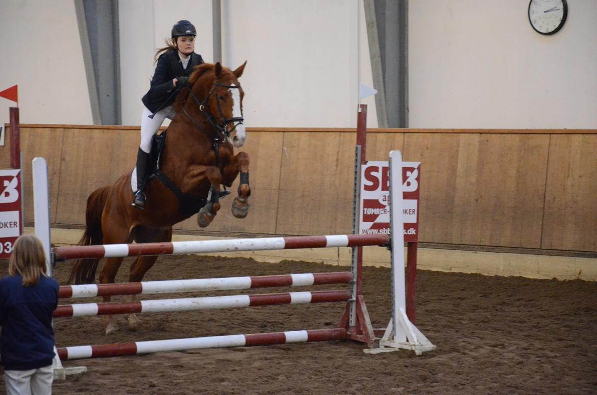 Dansk Varmblod Lester Estelle - LB*. November 14 billede 17