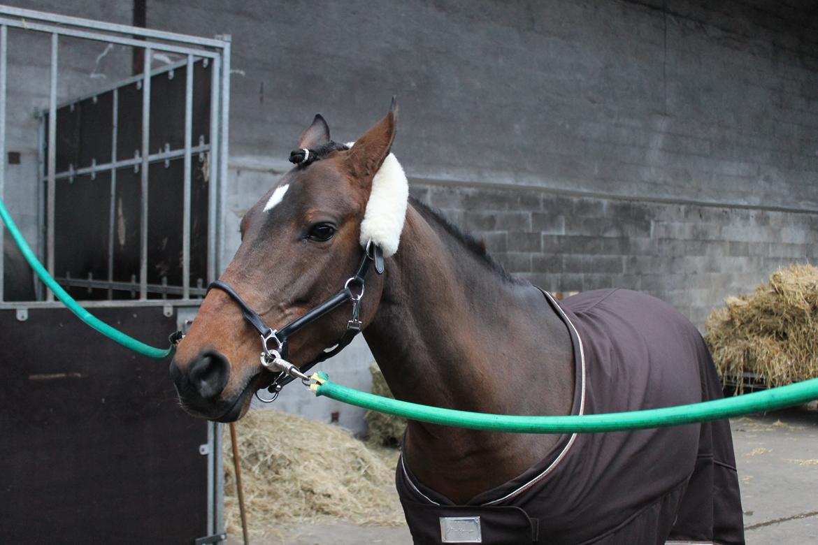 DSP Regina Kærlund billede 1