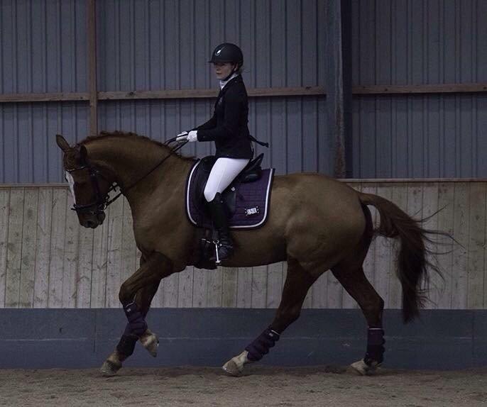 Dansk Varmblod Arion - stævne i hashøj d 22 nov 14 efter 2,5mdr sammen billede 3