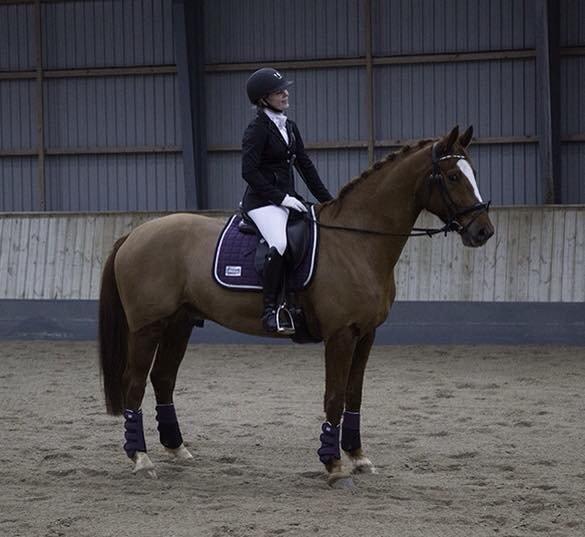 Dansk Varmblod Arion - stævne i hashøj d 22 nov 14 efter 2,5mdr sammen billede 16