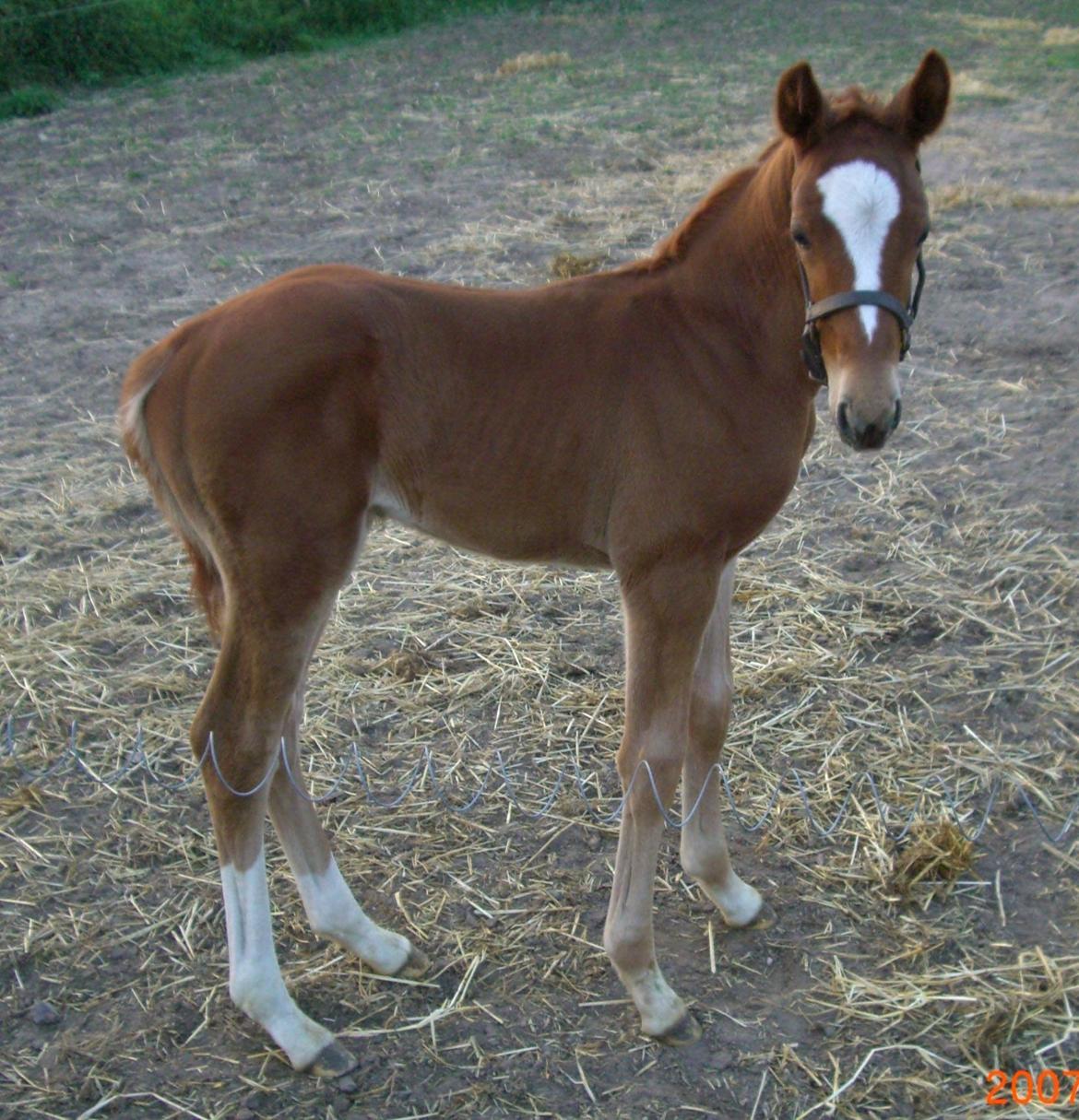 Dansk Varmblod Arion - Arion knap 2 uger gammel :D <3 billede 22