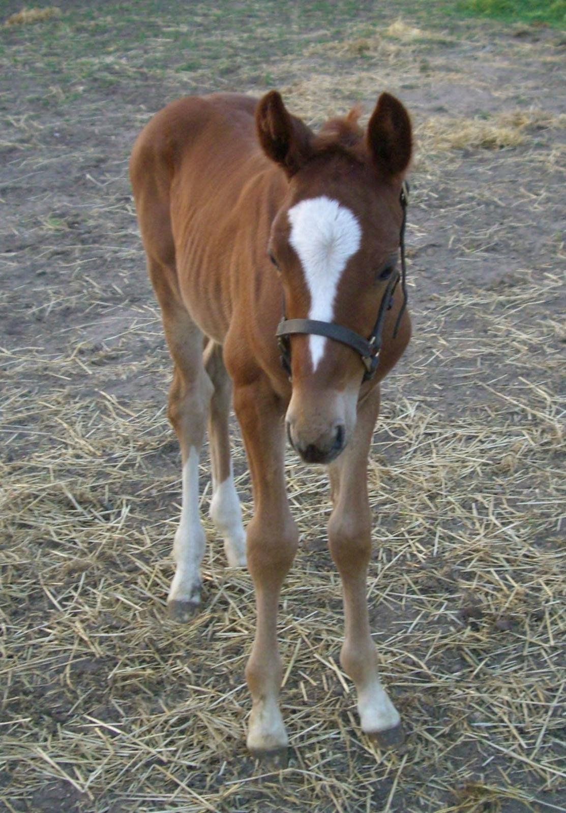 Dansk Varmblod Arion - Arion knap 2 uger gammel :D <3 billede 24