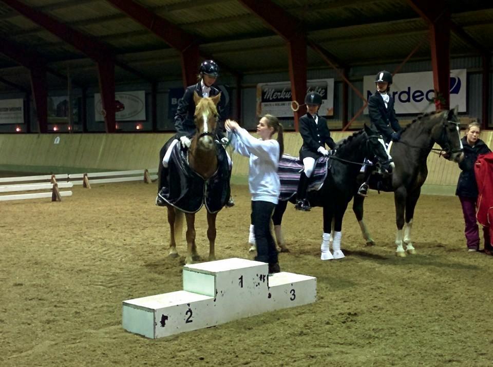 Tysk Sportspony Firfod Finn Fodslaw (Himmelhest) billede 2