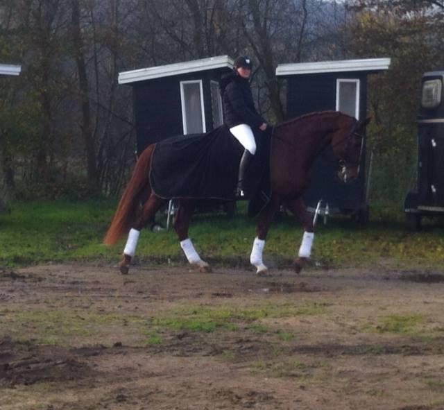 Dansk Varmblod Virgin´s Salsa - Salsa og jeg til distriktsstævne i Silkeborg november 2014 - jeg er glad for min miniput  billede 1