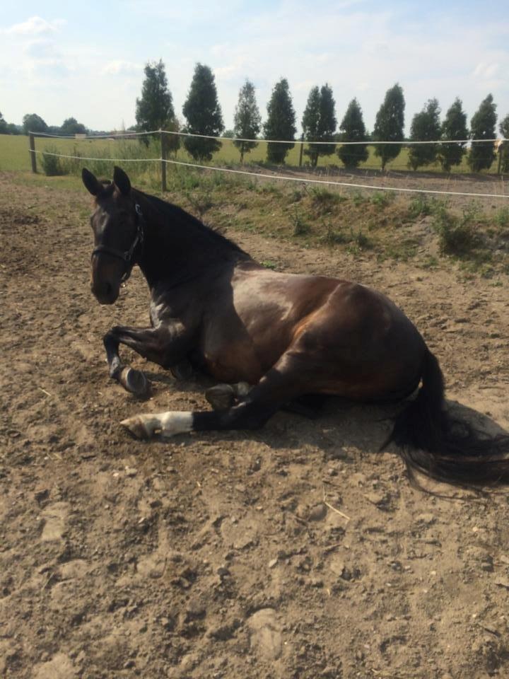 Anden særlig race Hermione billede 8