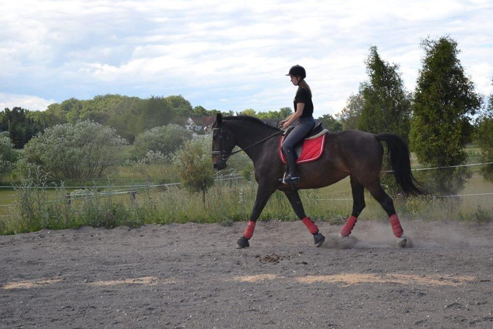 Anden særlig race Hermione billede 10
