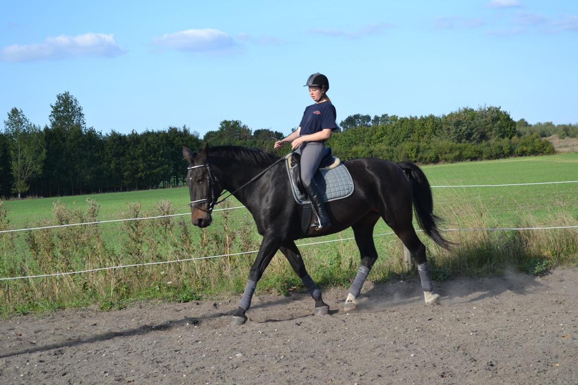 Anden særlig race Hermione billede 12