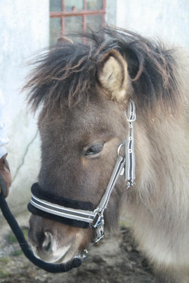 Islænder Yndi fra Pedersdal billede 7