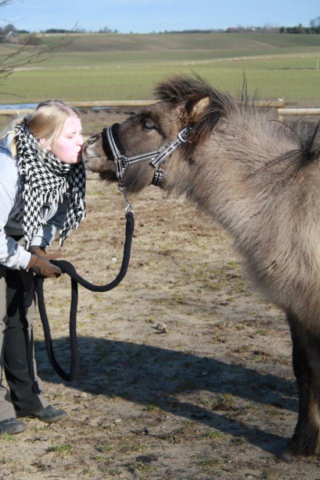 Islænder Yndi fra Pedersdal billede 10