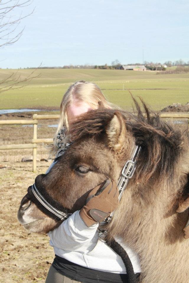 Islænder Yndi fra Pedersdal billede 9