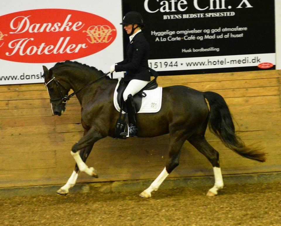 Welsh Partbred (Sec F) Struntze's MasterPiece BRSDH 630 - Champinats finalerne 9/11 2014 billede 2