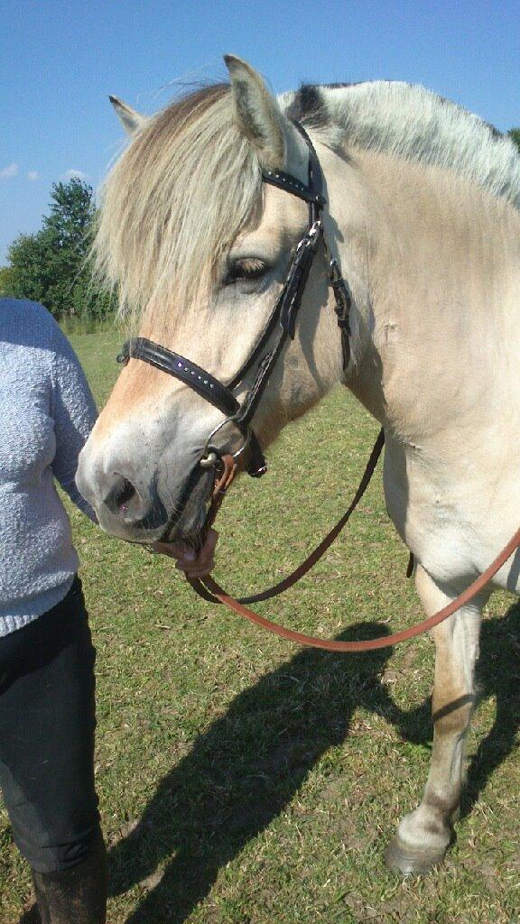 Fjordhest Mosebos Tornerose billede 1