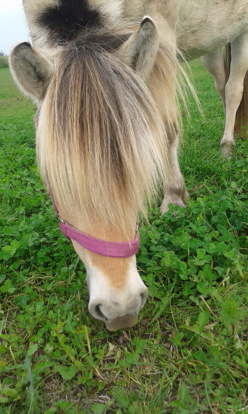 Fjordhest Mosebos Tornerose billede 3