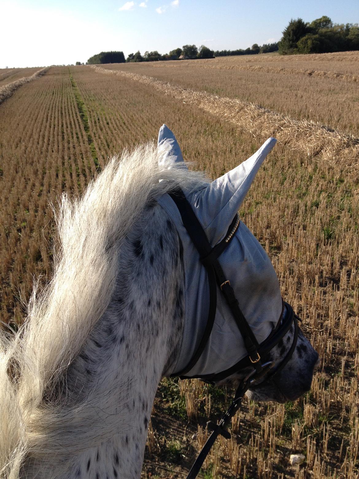 Knabstrupper Xander billede 50