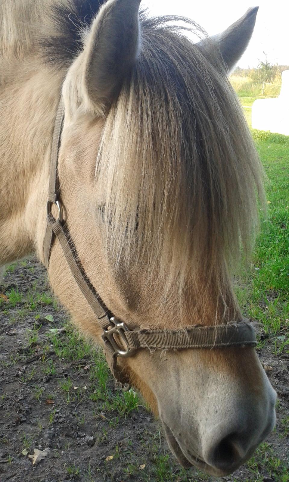 Fjordhest Mosebos Tornerose billede 6