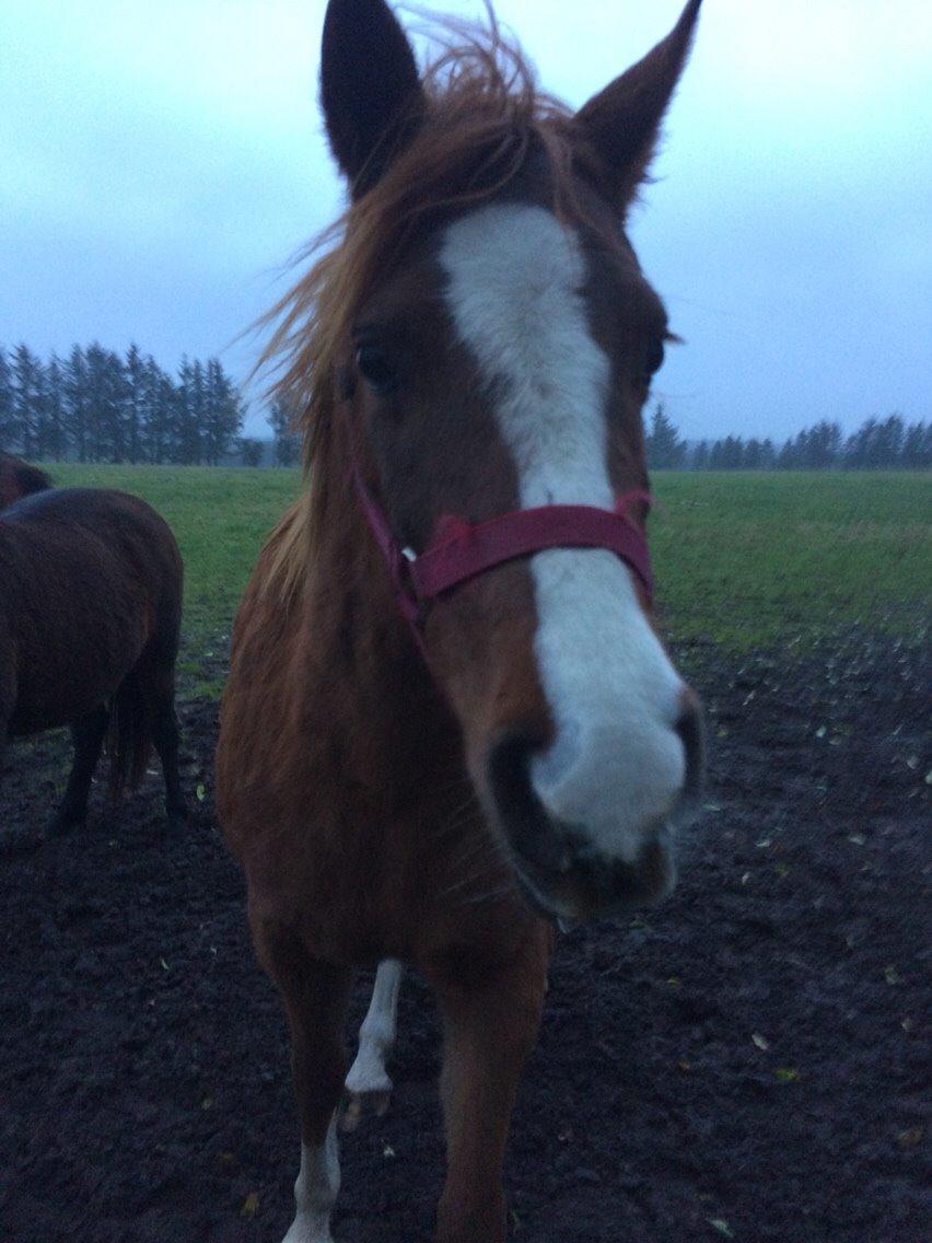 Anden særlig race Bolette billede 6