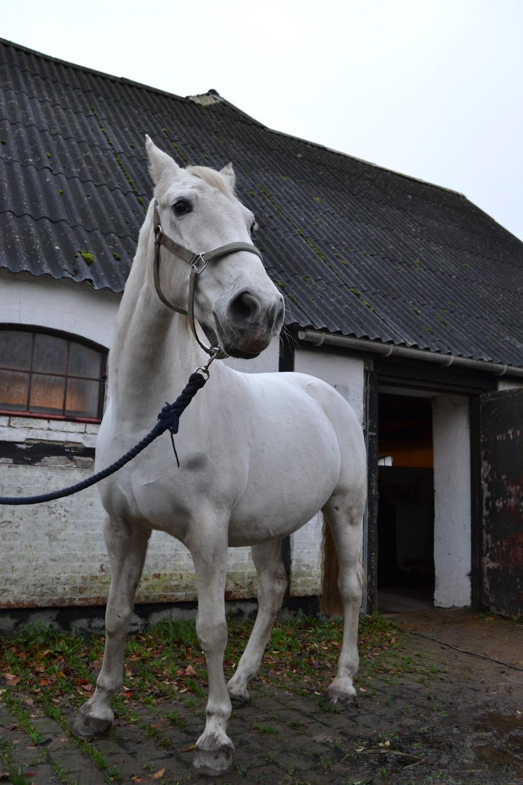 Lipizzaner Canissa XXV billede 6