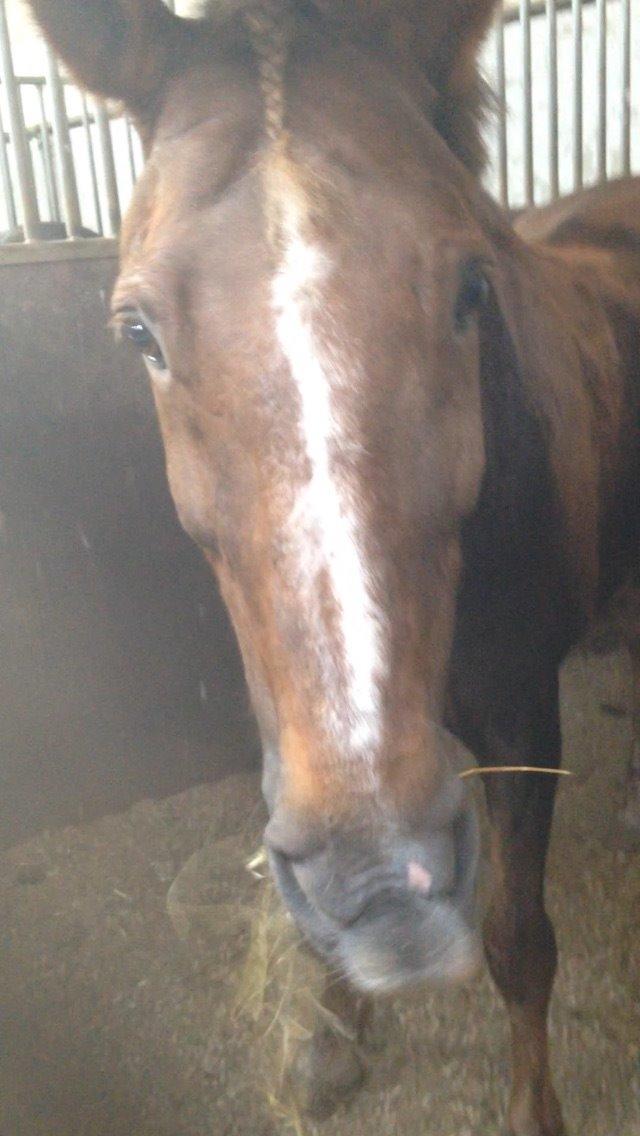 New Forest Lukas billede 3