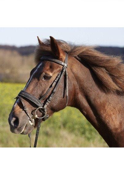 New Forest Lukas billede 9