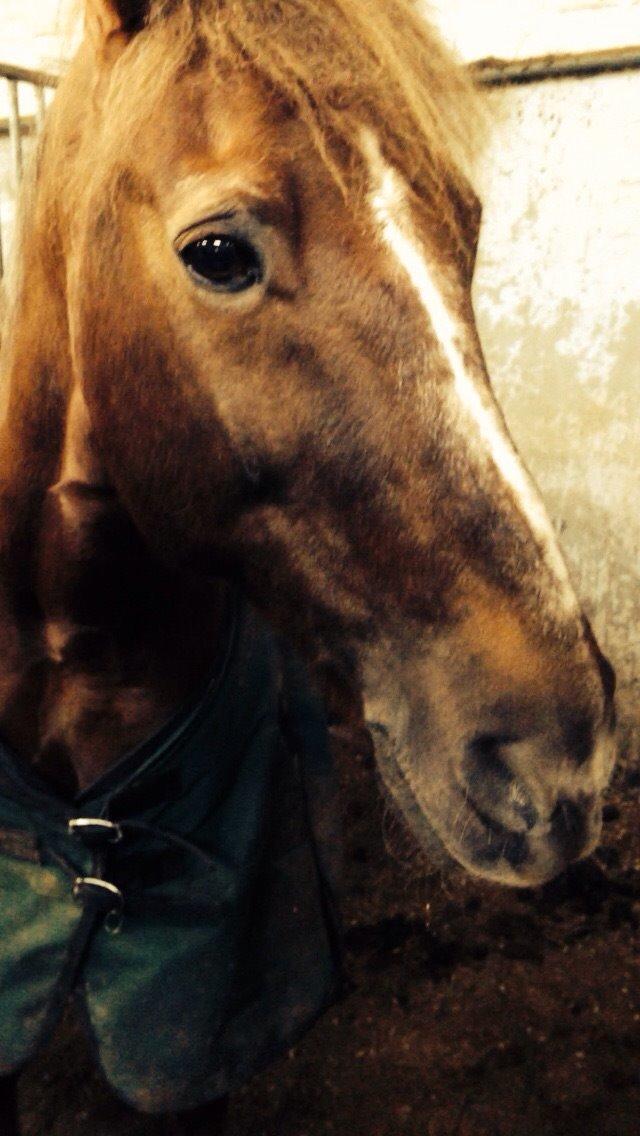 New Forest Lukas billede 11