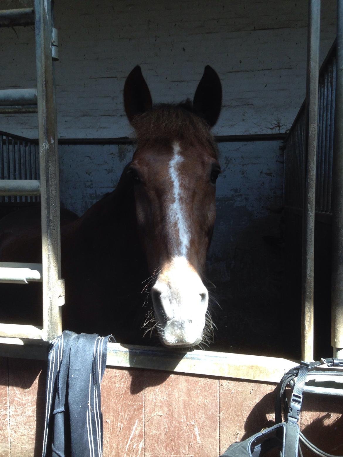 New Forest Lukas billede 12