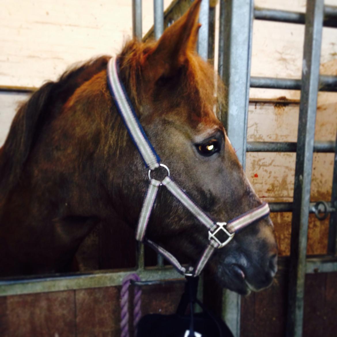 New Forest Lukas billede 16