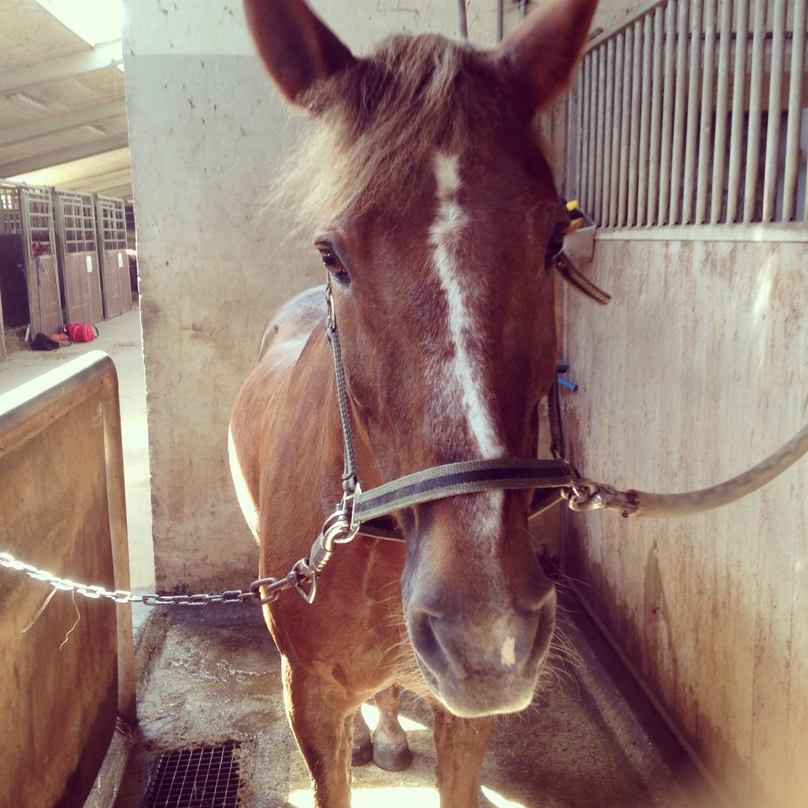 New Forest Lukas billede 17