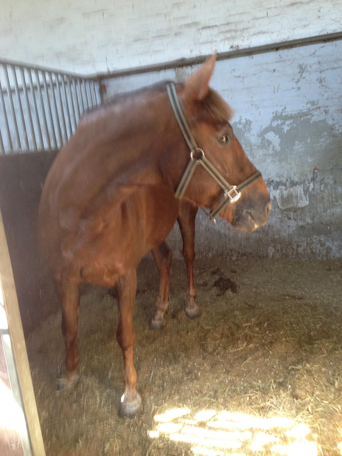 New Forest Lukas billede 19