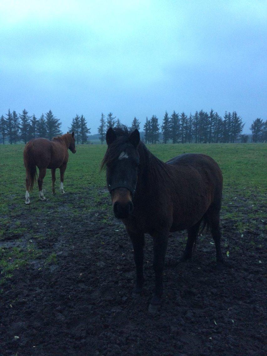 Anden særlig race Blackie billede 6