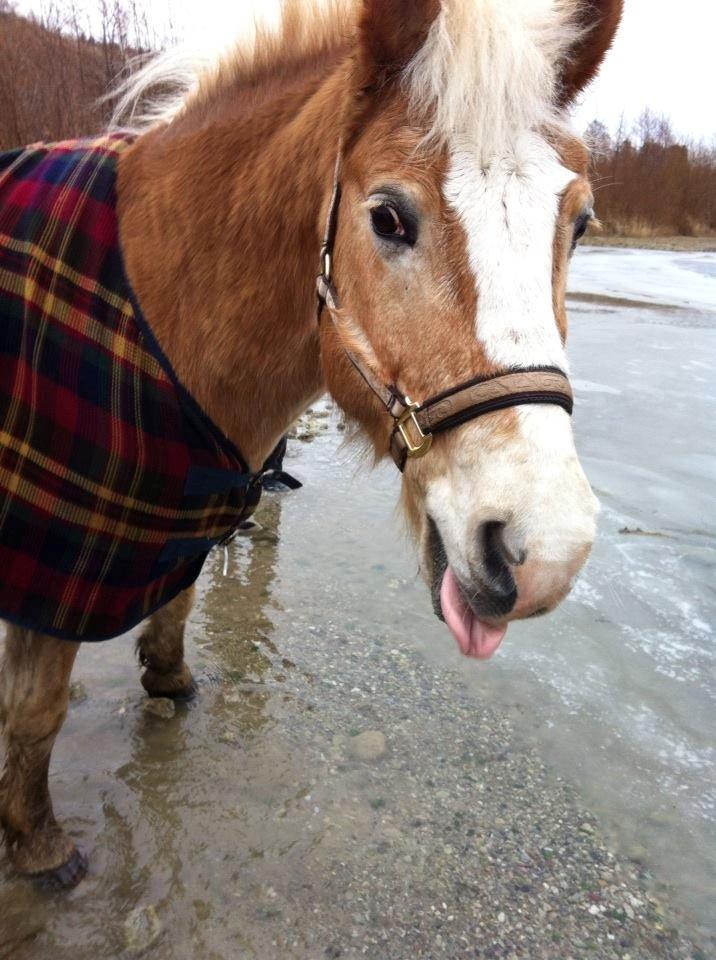 Haflinger Wildco - en af dagene inden jeg tog på efterskole, havde jeg en hygge-dag med min dejligste pony! <3  billede 8