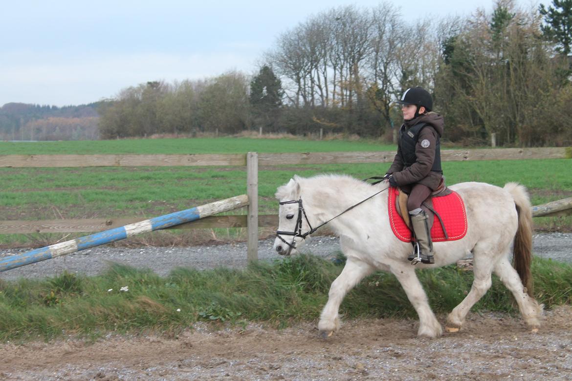Welsh Mountain (sec A) Rosso Bianco - Marie på pony (: 09-11-2014 billede 13