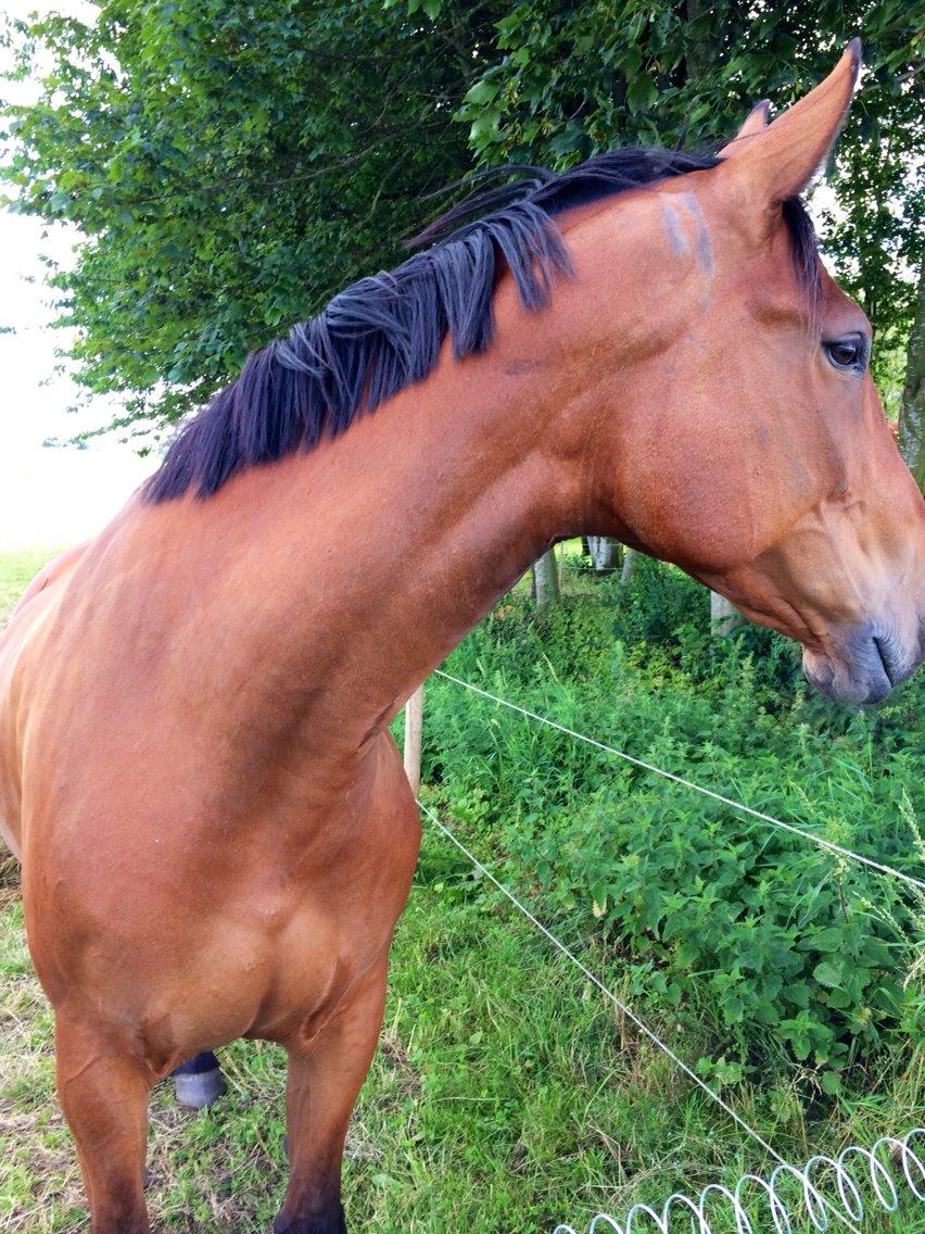 Anden særlig race Træholt's Pretty Boy  billede 9