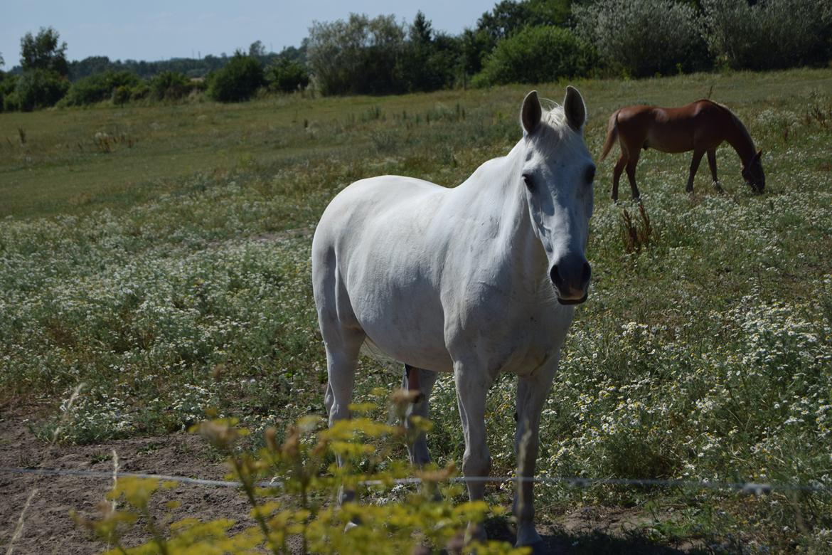 Anden særlig race Moonjam billede 19