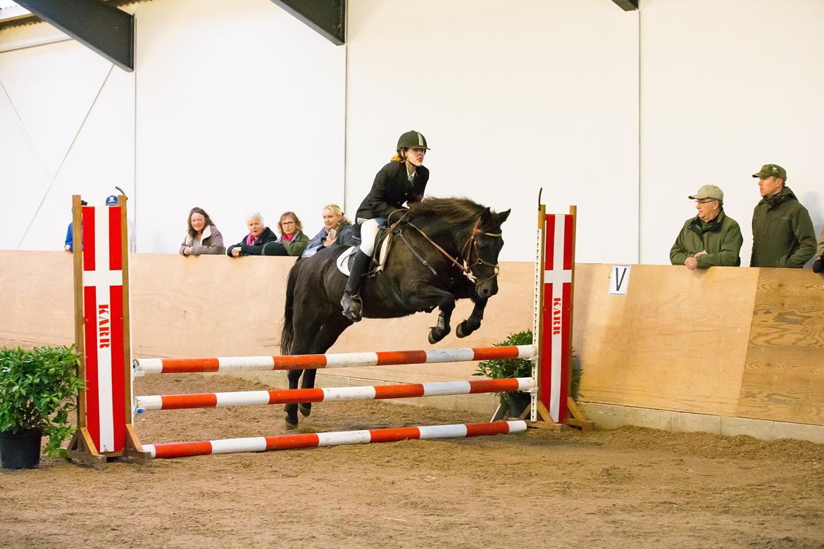 New Forest Martini hedevang billede 14