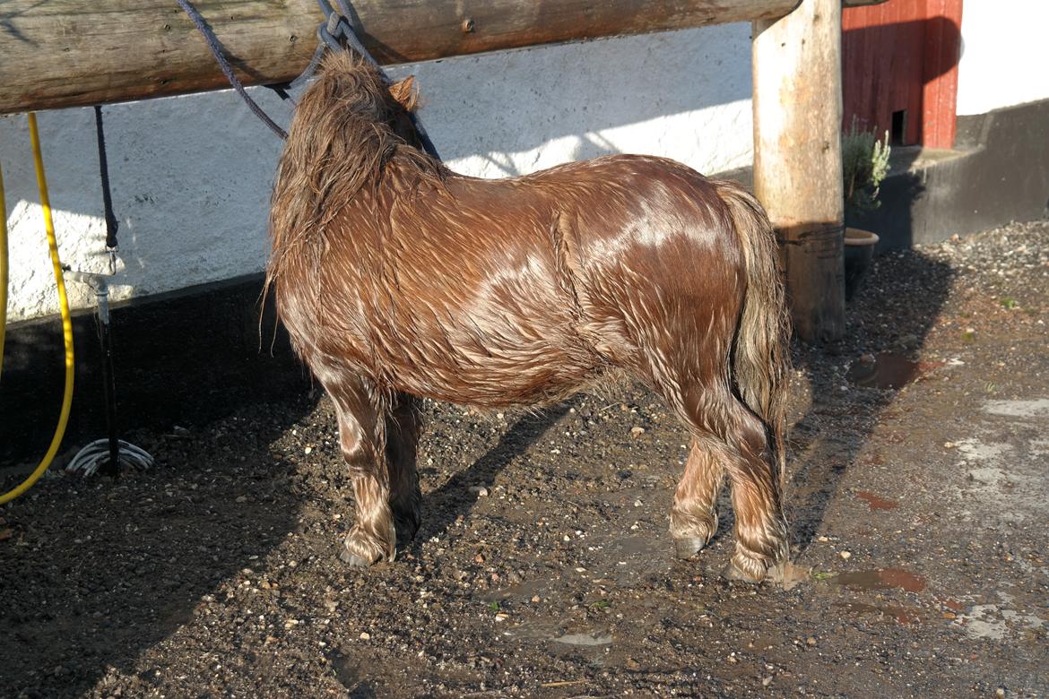 Shetlænder Ludvig - i bad og lidt nemmere at se huld tilstanden, selvom den åbne opstilling slanker betydeligt. billede 12