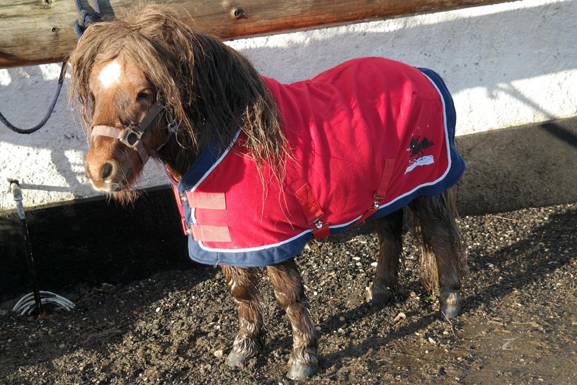 Shetlænder Ludvig - så blev pandelokken løsnet efterfulgt af en gevaldig rysten på hovedet. Skønt var han udtryk. billede 1