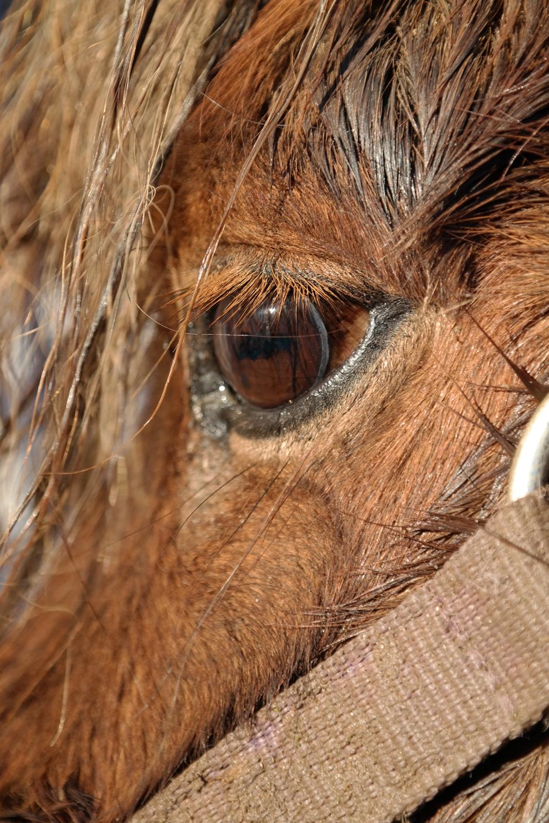 Shetlænder Ludvig billede 14