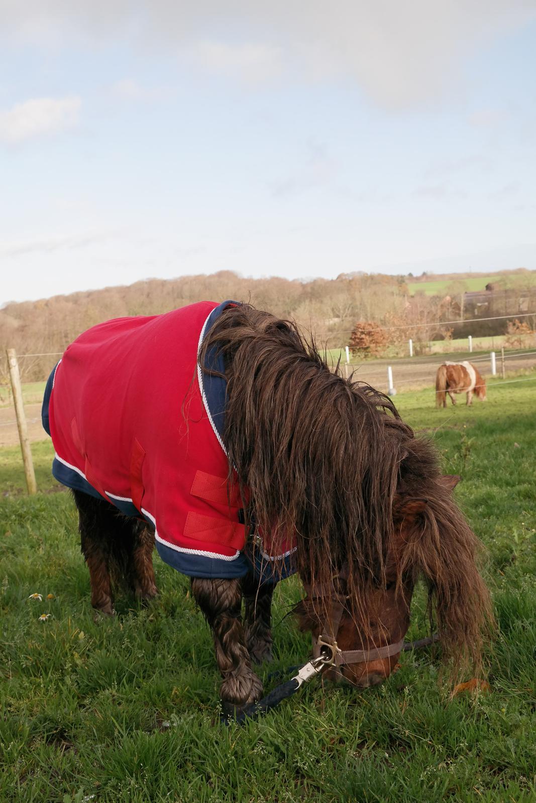 Shetlænder Ludvig - Og da jeg går ind efter et andet dækken, binder Ludvig panikknuden op, for nu mener han at have været så dygtig, at han fortjener noget græs. billede 15
