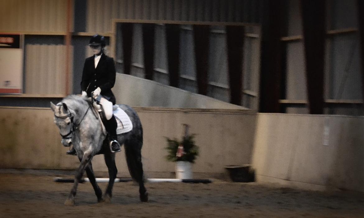 Connemara Hesselholts Wild Rose - Vinder af klubmesterskabet 2014 billede 15