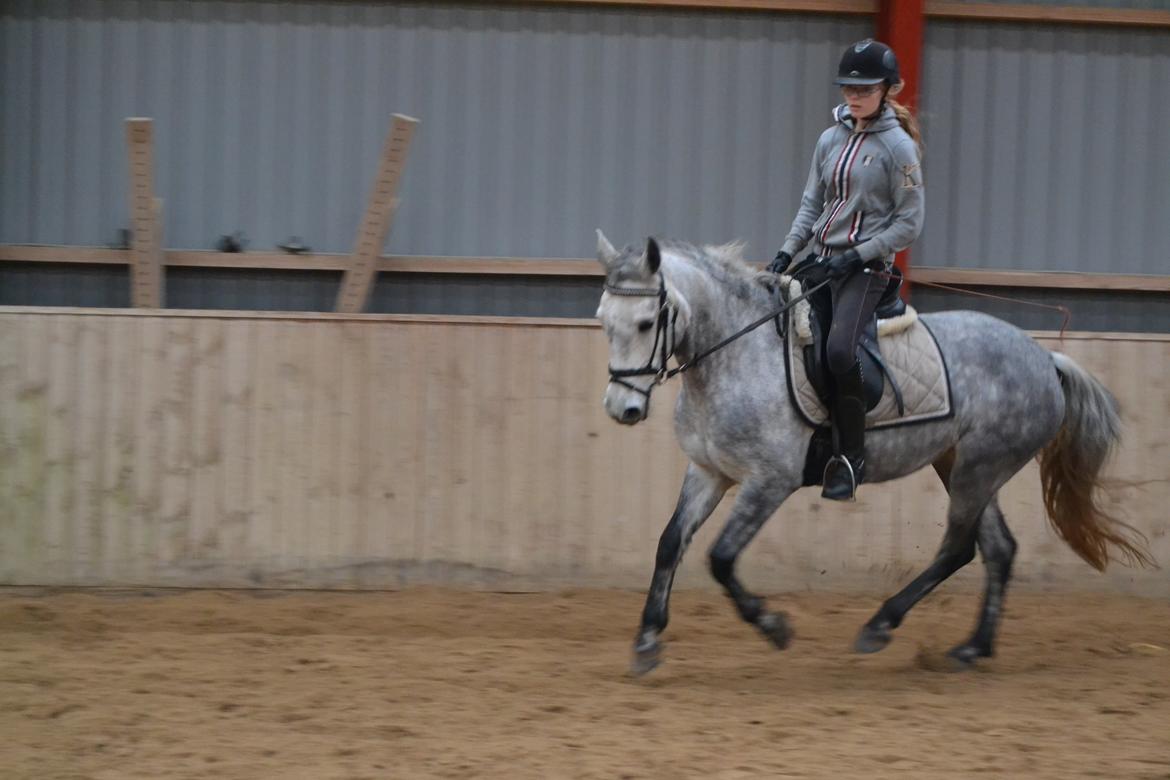 Connemara Hesselholts Wild Rose billede 17