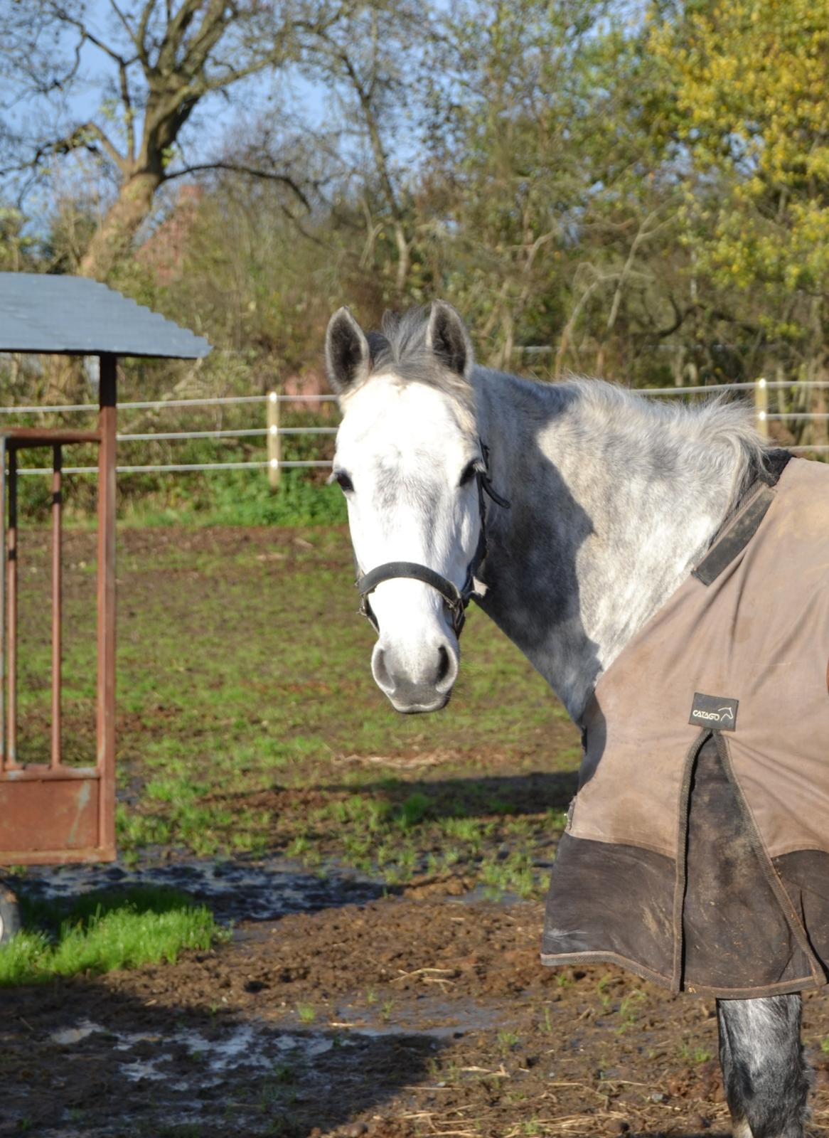 Connemara Hesselholts Wild Rose billede 18