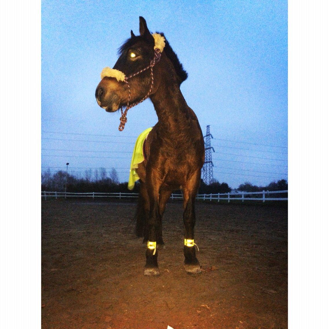 New Forest Mister twostar (tidl. Part) billede 20