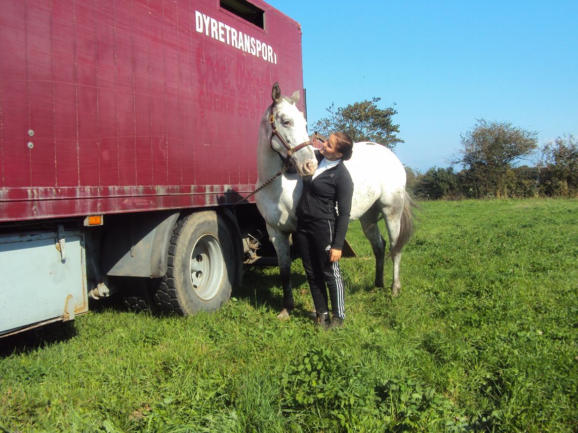 Knabstrupper Belle (Pippi) billede 15